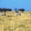 Oryx's in savannah