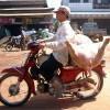 Pig on the motorbike