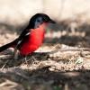 Red Bird
