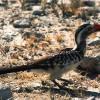 Red billed hornbill