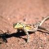 Reptile chasing bug Twyfelfontain