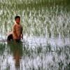 Rice field