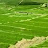Rice fields Bali