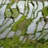 Rice terraces, Batad