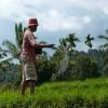 Rice worker, Munduk