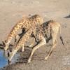 S&L Namibia National parks