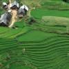 Sapa rice paddies