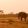 Savuti sundown