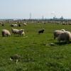 Sheeps