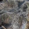Spider's net in the morning