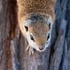 Squirell