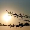 Sua Pan high sun