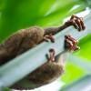 Tarsier's foot