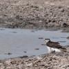Thirsty Eagle