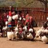 Traditional performance