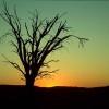 Tree at dusk Sossusvlei