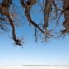 Under Baines baobabs