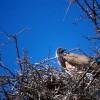 Vulture