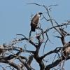 Vultures