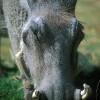 Warthog