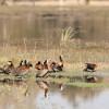 White faced ducks