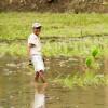 Working on rice field