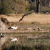 Yellow billed stork and crocodiles