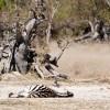 Zebra resting