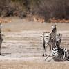 Zebras