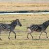 Zebras, Chobe