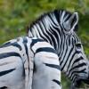 Zebras back