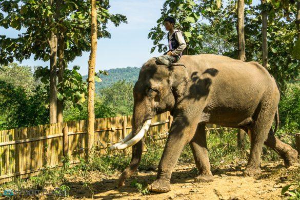 Manifa Elephant Camp