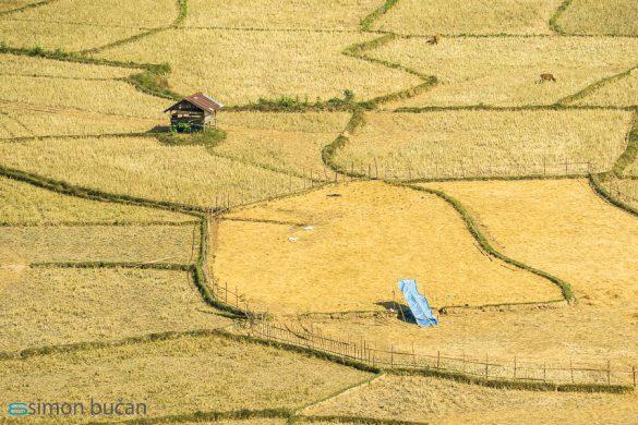 Rice Paddies