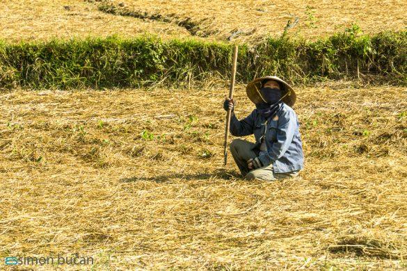 Rice Paddies Workers
